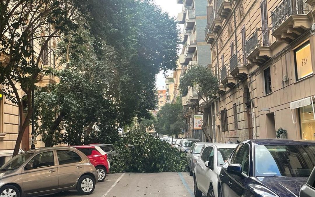 Palermo, alberi caduti per il forte vento in città / VIDEO