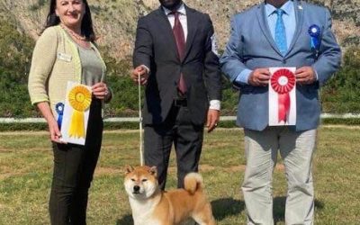 Enna: Top Dog, esemplare di Casa Savoca è lo shiba inu numero 1 in Italia