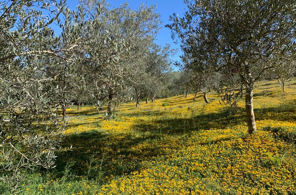 Pergusa, il campo di Zagaria sarà messo in rete con Follonica e Lugnano