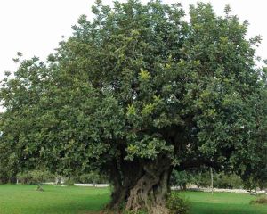Ambiente, dalla Regione 90 mila euro ai Comuni per cura, tutela e valorizzazione degli alberi monumentali