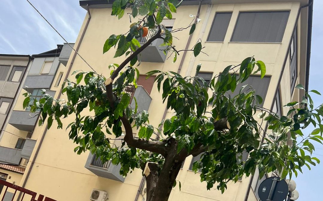 “Quegli alberi di arancio potati a Leonforte”, l’interrogazione della minoranza