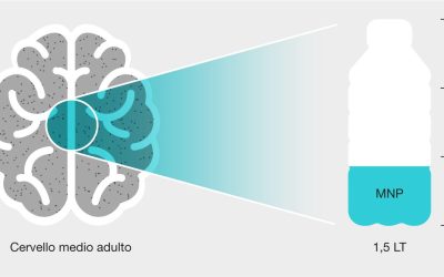 Nel cervello umano l’equivalente di 1/3 di una bottiglia di plastica