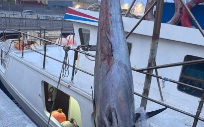Guardia Costiera, sequestrati 19 esemplari di tonno rosso su un peschereccio a Palermo