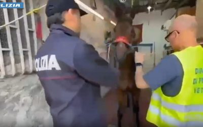 Col kalashnikov a una corsa clandestina di cavalli, giovane arrestato a Catania